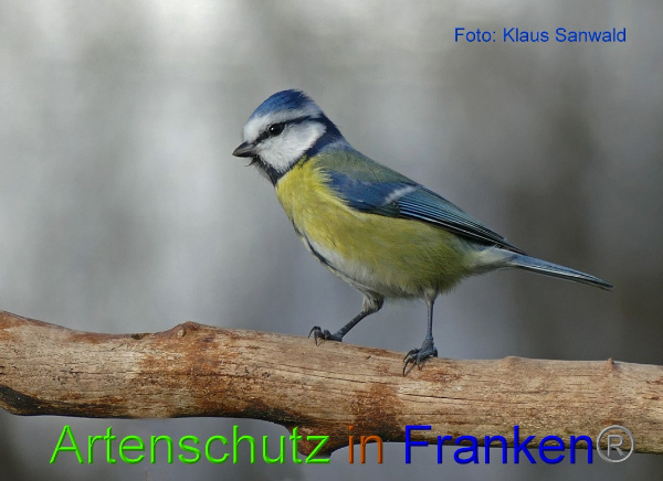 Copyright AiF - Klaus Sanwald Bild zum Eintrag (97659-160)