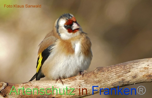 Copyright AiF - Klaus Sanwald Bild zum Eintrag (97731-160)