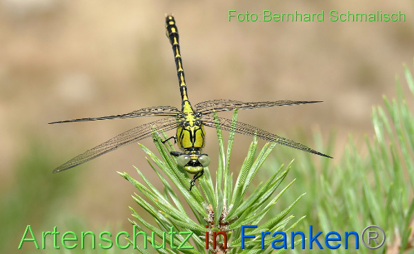 Bild zum Eintrag (97767-160)
