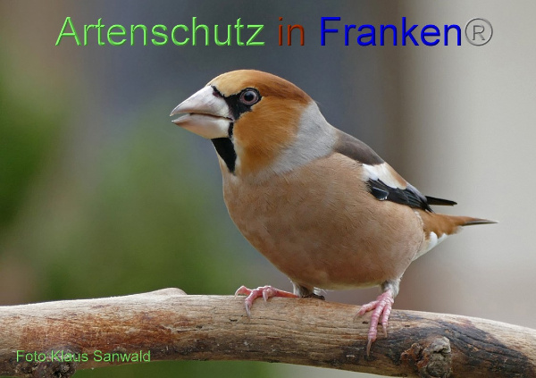 Copyright AiF - Klaus Sanwald Bild zum Eintrag (97780-160)