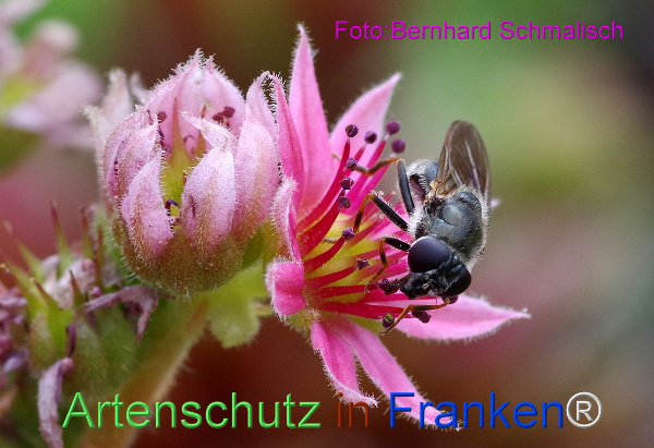 Copyright AiF / Bernhard Schmalisch Bild zum Eintrag (97860-160)