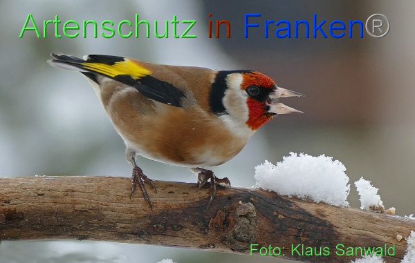 Copyright AiF - Klaus Sanwald Bild zum Eintrag (97876-160)