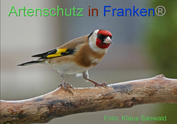 Copyright AiF - Klaus Sanwald Bild zum Eintrag (97877-160)