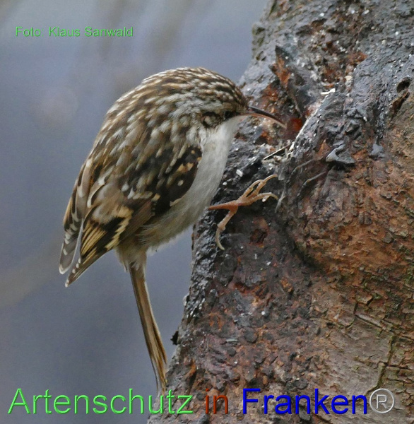 Copyright AiF - Klaus Sanwald Bild zum Eintrag (97949-160)