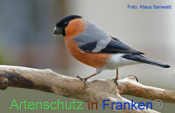 Copyright AiF - Klaus Sanwald Bild zum Eintrag (98010-160)
