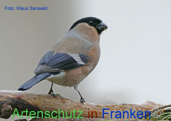 Copyright AiF - Klaus Sanwald Bild zum Eintrag (98011-160)
