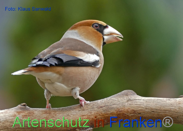 Copyright AiF - Klaus Sanwald Bild zum Eintrag (98012-160)