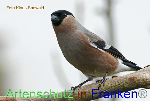 Copyright AiF - Klaus Sanwald Bild zum Eintrag (98089-160)