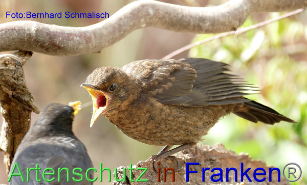 Copyright AiF / Bernhard Schmalisch Bild zum Eintrag (98091-160)