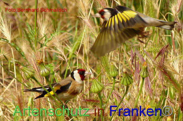 Copyright AiF / Bernhard Schmalisch Bild zum Eintrag (98127-160)