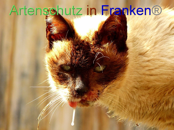 Copyright AiF / Bernhard Schmalisch Bild zum Eintrag (98135-160)
