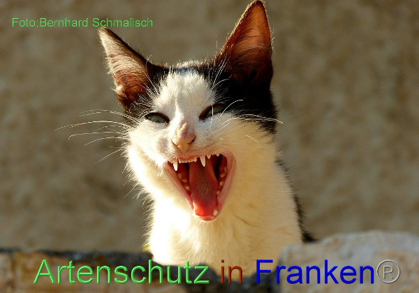 Copyright AiF / Bernhard Schmalisch Bild zum Eintrag (98137-160)