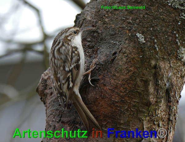 Copyright AiF - Klaus Sanwald Bild zum Eintrag (98165-160)