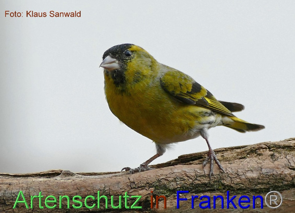 Copyright AiF - Klaus Sanwald Bild zum Eintrag (98260-160)