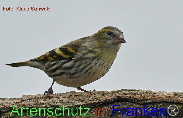Copyright AiF - Klaus Sanwald Bild zum Eintrag (98262-160)