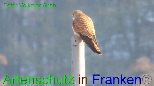 Bild zum Eintrag (98507-160)