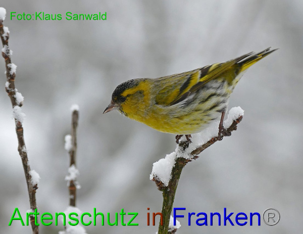 Copyright AiF - Klaus Sanwald Bild zum Eintrag (98513-160)