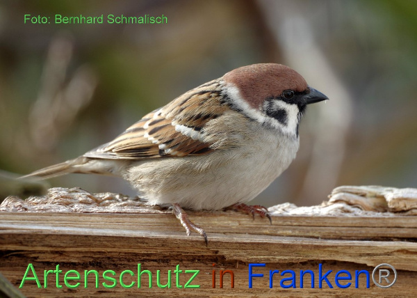 Copyright AiF / Bernhard Schmalisch Bild zum Eintrag (98660-160)