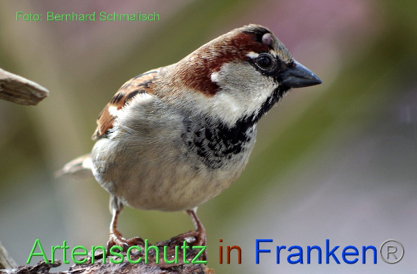 Copyright AiF / Bernhard Schmalisch Bild zum Eintrag (98662-160)