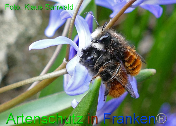 Copyright AiF - Klaus Sanwald Bild zum Eintrag (98862-160)