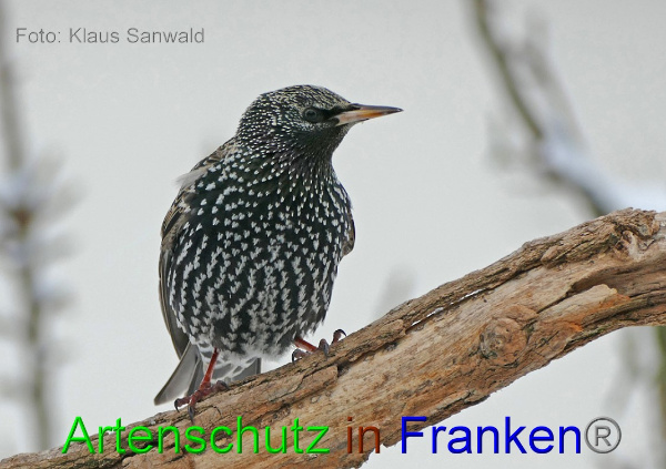 Copyright AiF - Klaus Sanwald Bild zum Eintrag (98875-160)