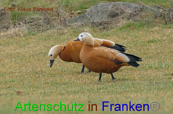 Copyright AiF Klaus Bogon Bild zum Eintrag (98877-160)