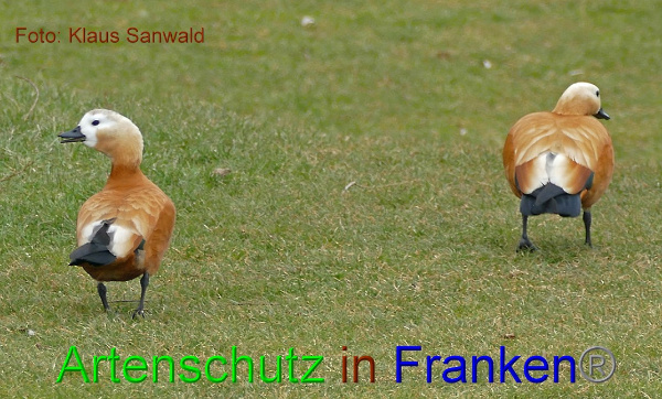 Copyright AiF - Klaus Sanwald Bild zum Eintrag (98878-160)