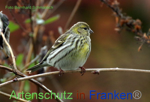 Bild zum Eintrag (99253-160)