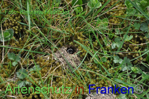 Copyright AiF Klemens Hauröder Bild zum Eintrag (99257-160)
