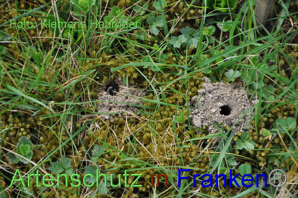 Bild zum Eintrag (99258-160)