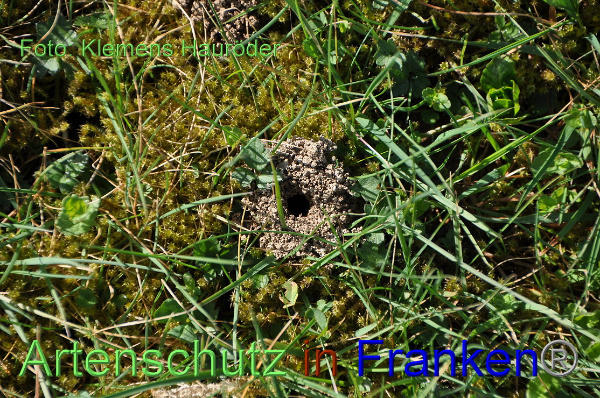 Bild zum Eintrag (99259-160)