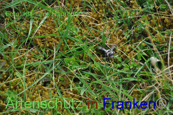 Bild zum Eintrag (99260-160)
