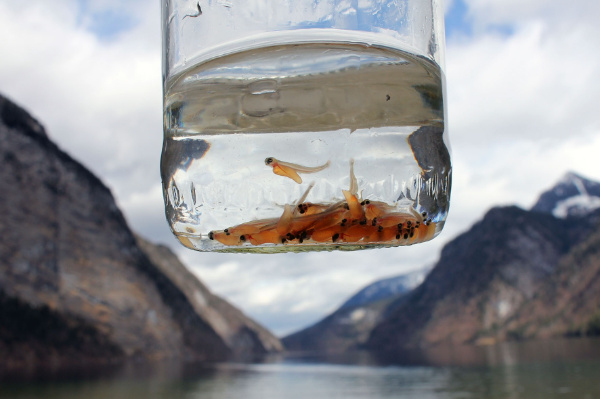 Copyright AiF / Nationalparkverwaltung Berchtesgaden Bild zum Eintrag (99265-160)