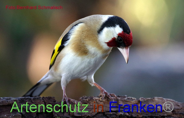 Copyright AiF / Bernhard Schmalisch Bild zum Eintrag (99294-160)