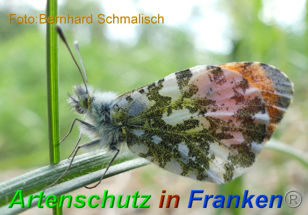Copyright AiF / Bernhard Schmalisch Bild zum Eintrag (99526-160)