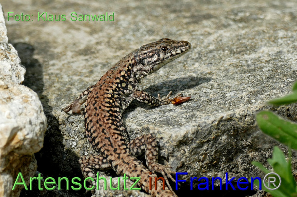 Copyright AiF - Klaus Sanwald Bild zum Eintrag (99573-160)