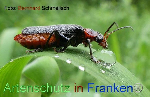 Copyright AiF / Bernhard Schmalisch Bild zum Eintrag (99781-160)