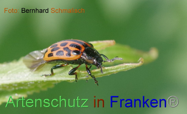 Copyright AiF / Bernhard Schmalisch Bild zum Eintrag (99783-160)