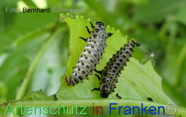 Copyright AiF / Bernhard Schmalisch Bild zum Eintrag (99784-160)