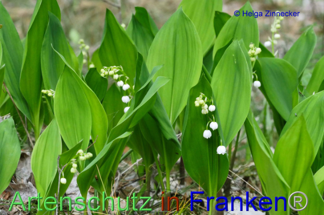 © Artenschutz in Franken® Helga Zinnecker Bild zum Eintrag (1006389-160)