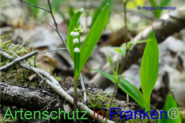 © Artenschutz in Franken® Helga Zinnecker Bild zum Eintrag (1006390-160)