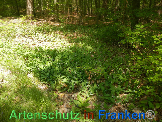© Artenschutz in Franken® Bild zum Eintrag (1007057-160)