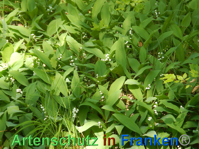 © Artenschutz in Franken® Bild zum Eintrag (1007058-160)