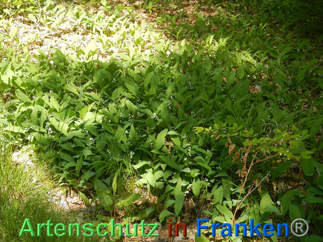 © Artenschutz in Franken® Bild zum Eintrag (1007059-160)