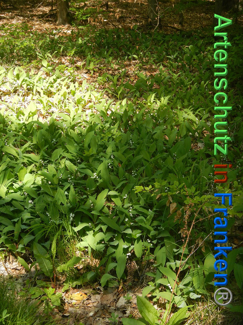 © Artenschutz in Franken® Bild zum Eintrag (1007060-160)