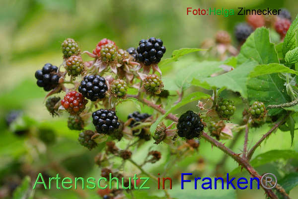 Bild zum Eintrag (101024-160)