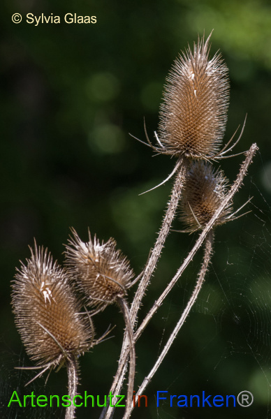 Bild zum Eintrag (101090-160)