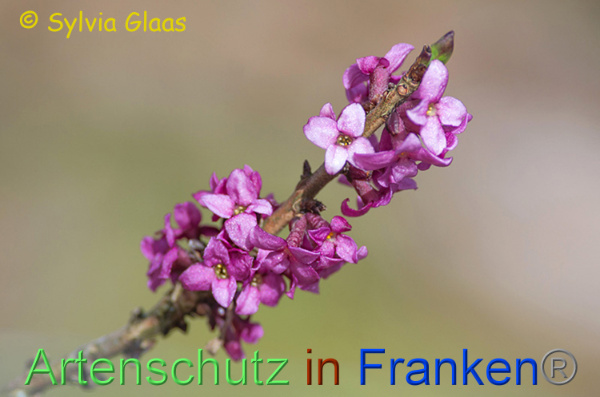 Copyright AiF Sylvia Glaas Bild zum Eintrag (101144-160)