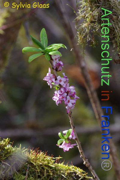 Copyright AiF Sylvia Glaas Bild zum Eintrag (101145-160)