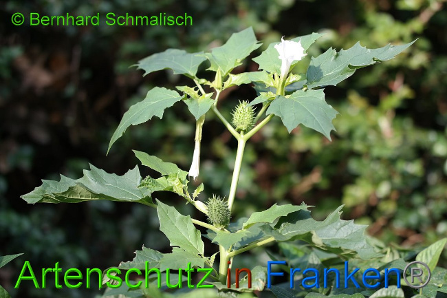 © Artenschutz in Franken® Bernhard Schmalisch Bild zum Eintrag (1011485-160)